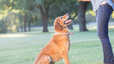 Dog Training Services Can Improve Your Dog’s Relationship with Other Animals