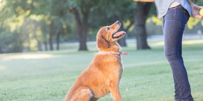 Dog Training Services Can Improve Your Dog’s Relationship with Other Animals